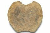 Hadrosaur (Edmontosaurus) Caudal Vertebra Centrum - South Dakota #316925-3